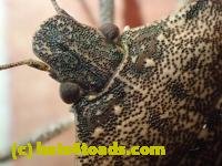 /home//u458753944/public_html/sourcegallery//////////Insects and small critters/aphids cicadas lanternflies and true bugs (Hemiptera)/PC250078.JPG